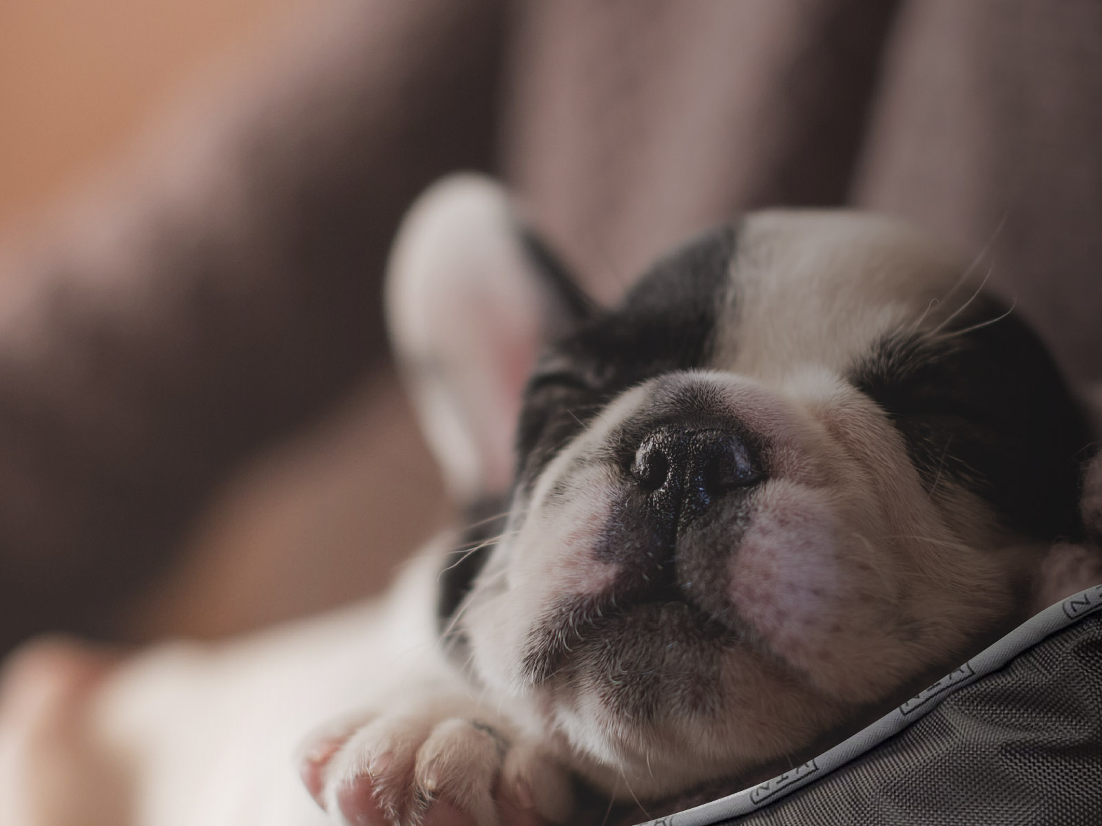 Colchones para mascotas: un descanso necesario
